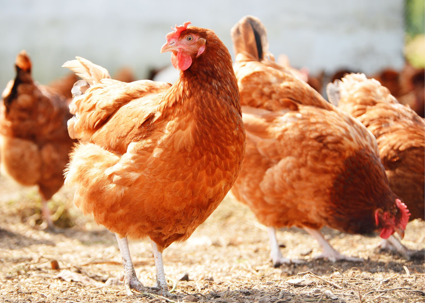 laying hen
